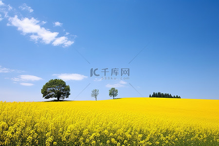 油菜花田背景背景图片_蓝天下有树的黄色田野