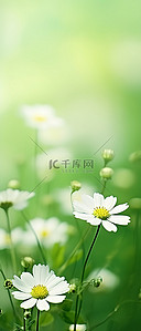 野花背景背景图片_绿色背景下的大白花背景