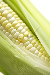 玉米在张开的耳朵上的特写照片