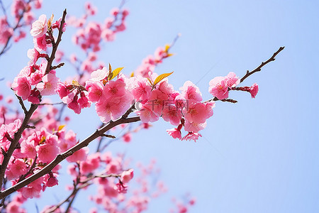 开满鲜花背景图片_一棵春天开满鲜花的樱花树