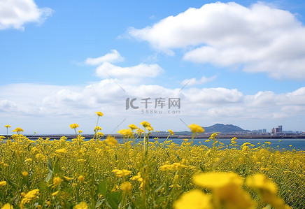 旅行黄色背景图片_夏日天空中一片开满黄色花朵的田野，映衬着多云的大海