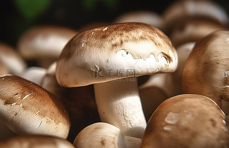 304食用钢背景图片_四月份适合全家人食用的十大最健康蘑菇