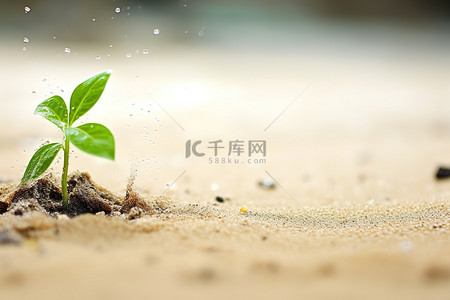 绿色植物在有水的沙子里生长