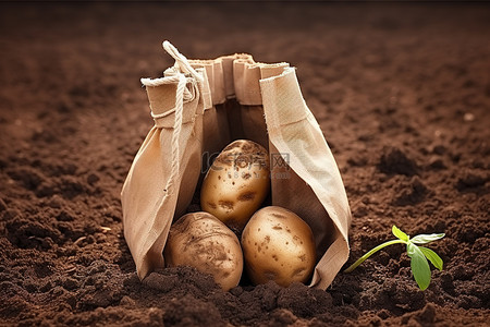土豆薯塔背景图片_一个装满埋在地里的土豆的袋子
