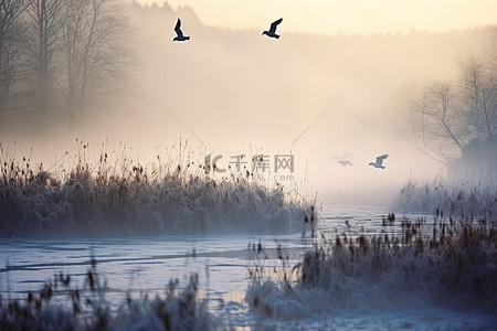 飞翔的鸟背景图片_萨克森水附近飞翔的霜鸟