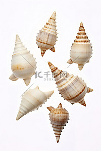 甲壳类动物背景图片_白色背景中漂浮在海边的白色身体的贝壳