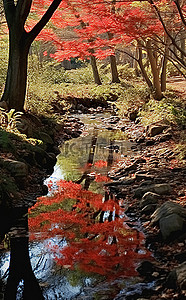 溪水倒映着红叶