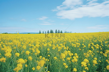 一片黄色开花植物的田地