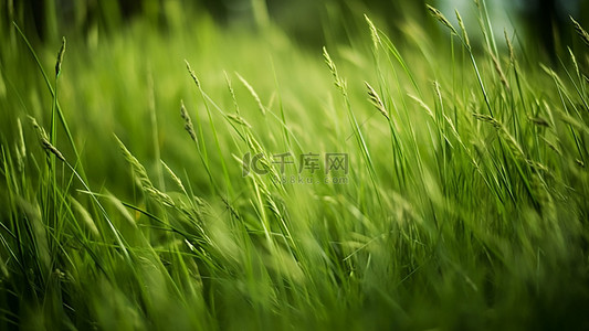 绿叶子植物背景图片_草地青草植物草丛