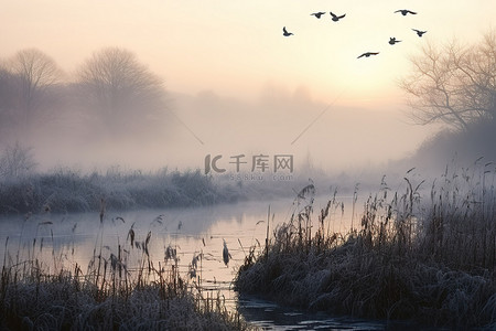 冬天的鸟背景图片_萨克森水附近飞翔的霜鸟