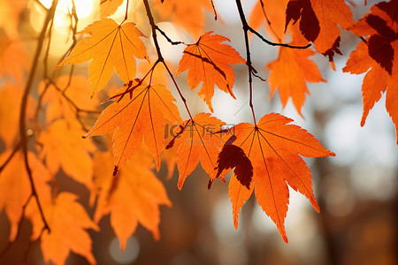 晴朗的日子里，秋天五颜六色的树叶挂在树上