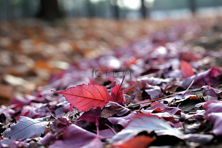 一落叶背景图片_一个旧路基，上面有一些干秋叶和一棵死树