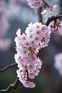 美丽的樱花树枝绽放