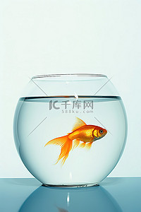 贝类背景图片_一条小金鱼在玻璃碗里游泳