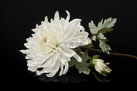 蜡菊花瓣背景图片_黑色表面上显示出一朵白色的菊花