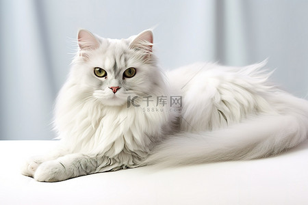 长毛背景图片_长毛的白猫
