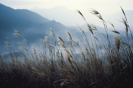秋天的野草背景图片_野草山