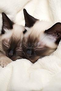 躺着休息背景图片_两只暹罗小猫睡在一个枕头里