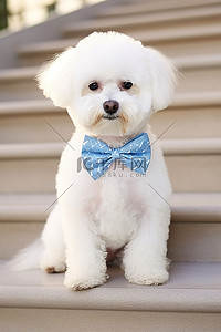 戴着头巾的白色比雄犬坐在楼梯上，戴着蓝色领结