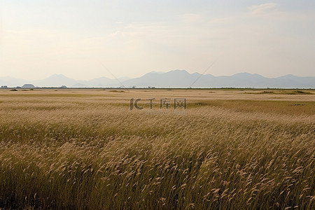 大片的草地是一片开阔的田野，后面有一座大山