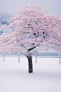 冬天的树背景图片_冬天的树，雪中开着粉红色的花