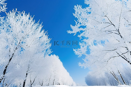 雪雪花背景图片_覆盖着雪树，映衬着清澈的蓝天