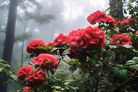 夏天大森林背景图片_大红色的花朵被树叶和树木包围
