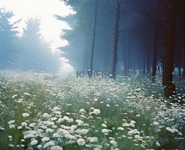 白色的野花矗立在树木繁茂的地区旁边，背景是树木