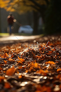 扫地的猫背景图片_阳光明媚时，一名男子正在扫地上的树叶