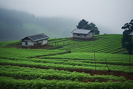 夏天的稻田背景图片_山顶上的一个小农场
