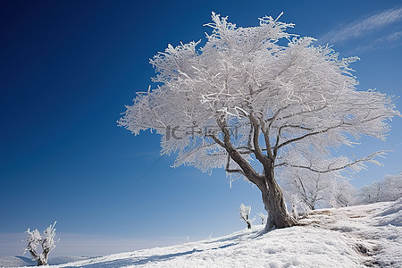 蓝天映衬下的冰坡上的一棵树