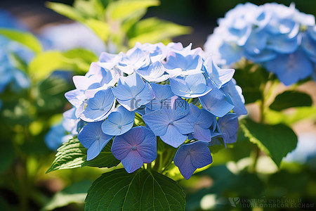 菊花背景图片_绣球花 菊花