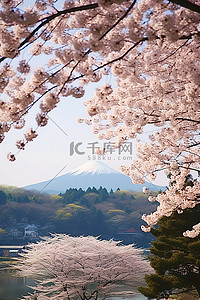 日本鹿儿岛开花的樱花树和山脉