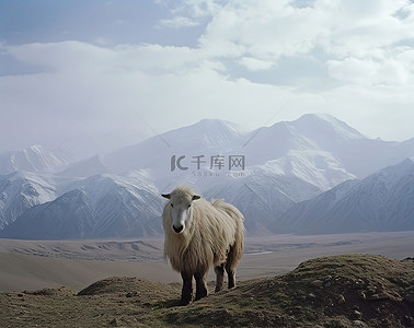 马斯卡彭背景图片_土库曼斯坦山羊