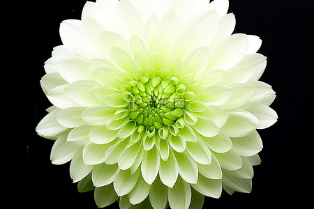白色背景下近距离的一朵菊花