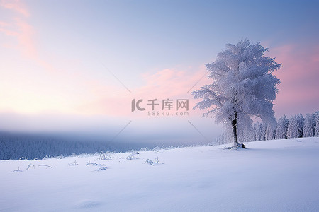 云树木背景图片_塔德莫尔 斯洛伐克 冬季景观
