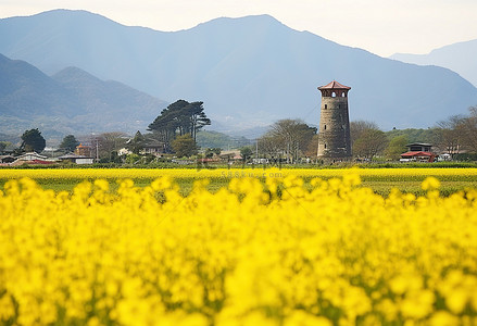 花田景观背景图片_一片黄色的花田，背景是山脉