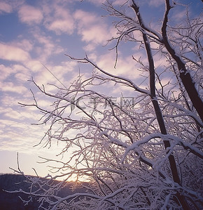 和牛雪花牛里脊背景图片_白色的树枝映衬着雪景