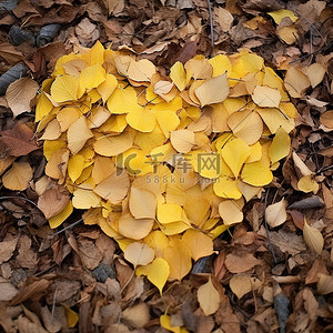 黄叶落叶背景图片_用黄叶落叶制成的心