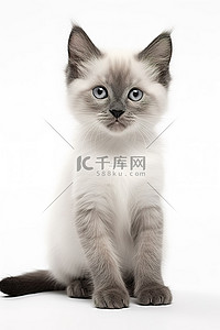 可爱猫背景背景图片_站在白色背景上的 Sekiyu 白色和灰色小猫