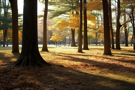 秋天的公园背景图片_秋天的树林，树木和草地成荫