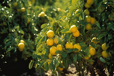 果柠檬背景图片_干旱土壤果园中的黄柠檬
