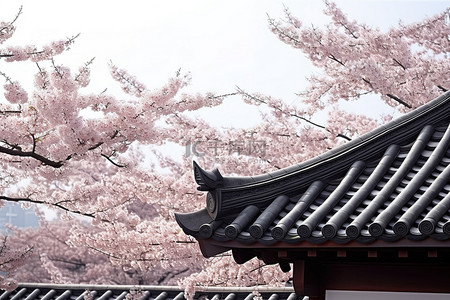 中秋菊盛开背景图片_建筑物屋顶上长的花很漂亮