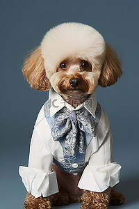 白色贵宾犬背景图片_穿蓝色和白色衬衫的狗