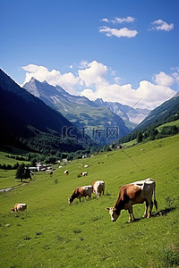 奶牛在山附近的绿草上吃草