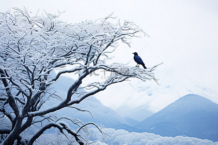 守护一座城背景图片_一只黑乌鸦栖息在一棵树上，背景是一座山