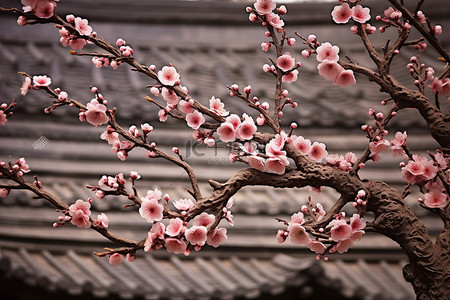 盛开的红梅背景图片_砖砌建筑上的樱花树盛开