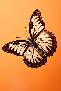 橙色背景中的白色和黑色小蝴蝶