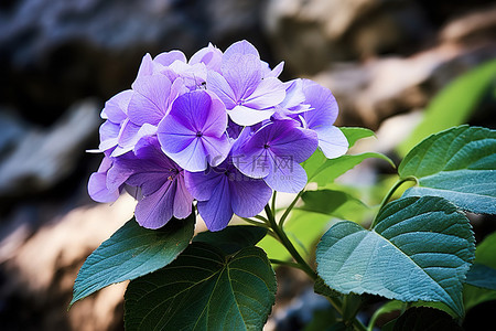 紫色的花里长着叶子