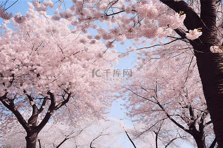 花卉樱花背景图片_一张照片显示高耸的树木和盛开的粉红色樱花